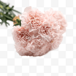 花一把图片_康乃馨花束一把粉色花鲜花