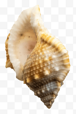白色海螺图片_白色海螺贝壳