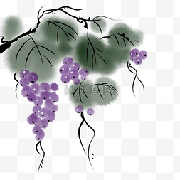 中国风写意水墨植物葡萄