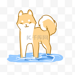 在水里的柴犬