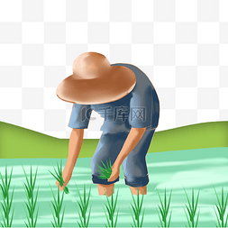 播种禾苗水稻