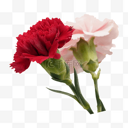 红色康乃馨花朵图片_粉色红色康乃馨花朵