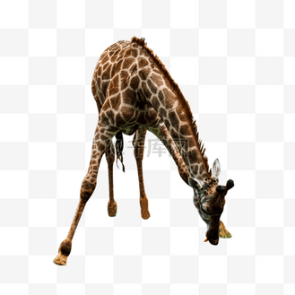 低头吃草的长颈鹿