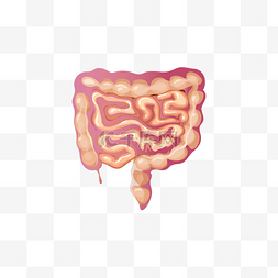 脏空气肠道图片_人体内脏肠道