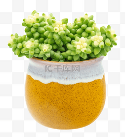 创意绿植装饰字母图片_绿植盆栽多肉