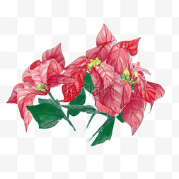 向阳诗集图片_喜庆植物花朵圣诞一品红