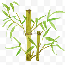 水彩竹子植物