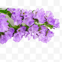 勿忘我紫色花朵