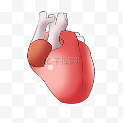 重要功能性器官心脏