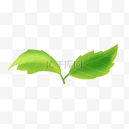 茶树叶子图片_茶树绿色的叶子插画