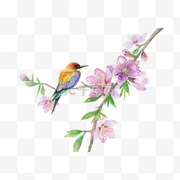 这个花鸟画图片_水彩花鸟画十二月花信三月桃花
