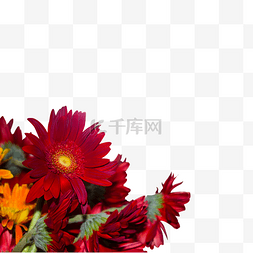 红色非洲菊花