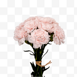 康乃馨花束一把粉色花