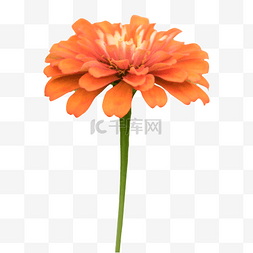 波斯菊花朵图片_橙色的波斯菊