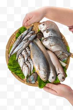 水产鱼图片_生鲜水产鱼组合马头鱼鲷鱼多春鱼