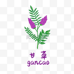 手绘彩色中药甘草装饰画