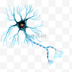 角质形成细胞图片_大脑神经元脑神经