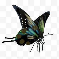 彩色弯曲张开翅膀的蝴蝶元素