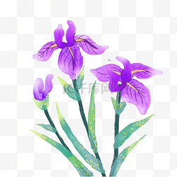 紫色鸢尾花花朵