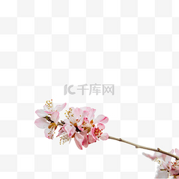 笔墨风景画图片_春天植物三月桃花开自然风景