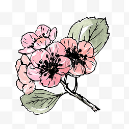 海棠花手绘水彩png