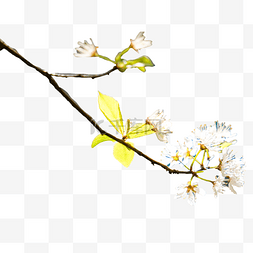 桃花图片_春天白色花朵植物