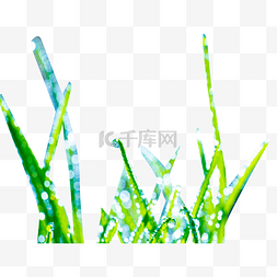 挂满露珠的绿色草芽