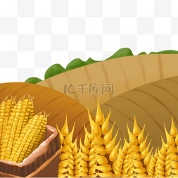 丰收农作物玉米