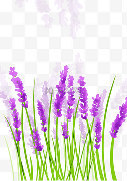 薰衣草紫色花卉图片_紫色花卉薰衣草