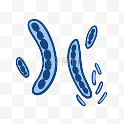 微生物细菌图片_条状细胞细菌PNG免抠素材