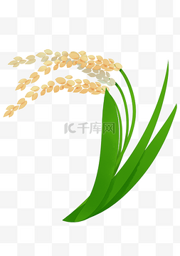 抱水稻水稻图片_弯曲绿色水稻
