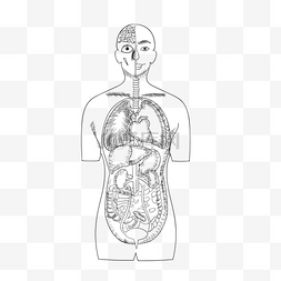 人体内脏脏器图片_人体内脏脏器器官