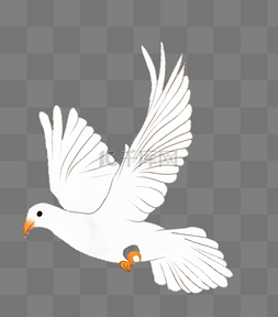 飞翔白色鸽子图片_白色鸽子
