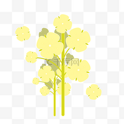 黄色油菜花装饰插画