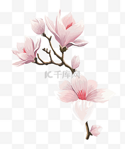 粉色玉兰花花朵