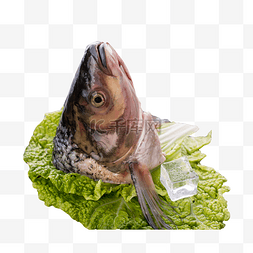 石锅鱼头汤图片_莴苣上的一个生鱼头