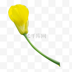 单支黄色花朵