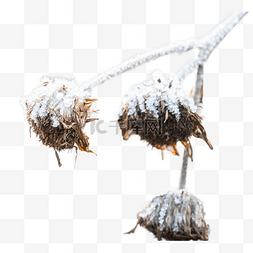 冬季落霜植物霜降