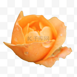 橙色蟹钳图片_橙色玫瑰花