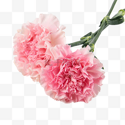 康乃馨花束花束图片_女神节粉色康乃馨花朵