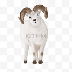板角山羊图片_可爱动物白色山羊