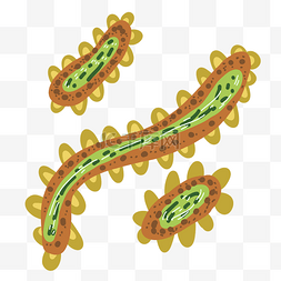 黄色细菌图片_脆弱拟杆菌 