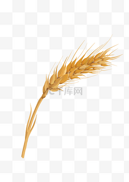 小麦丰收图片_小麦麦子