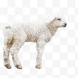 白色小羊动物