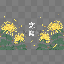 秋菊PNG图片_秋菊花卉