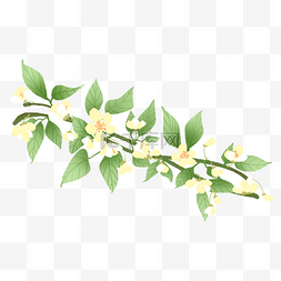 花藤白色花图片_白色花朵花藤
