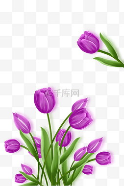 郁金香紫色花朵