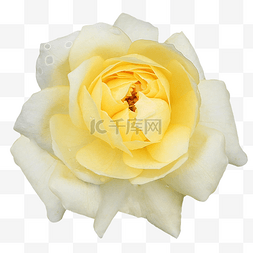 米黄色石材贴图图片_米黄色玫瑰