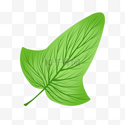 透明叶子一片图片_一片绿色的叶子插画