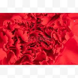 红色鲜花花朵花苞